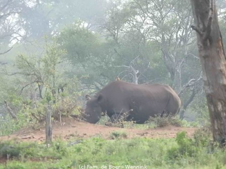 191124_055724-16 Zwarte neushoorn met jong erachter.JPG